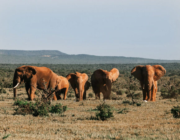 Viaggio in Kenya - Gran Safari