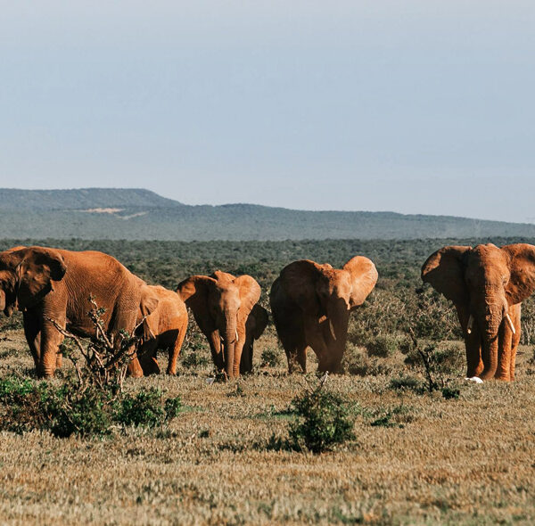 Viaggio in Kenya - Gran Safari