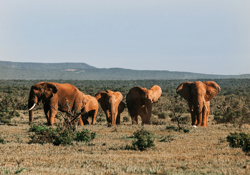 Viaggio in Kenya - Gran Safari